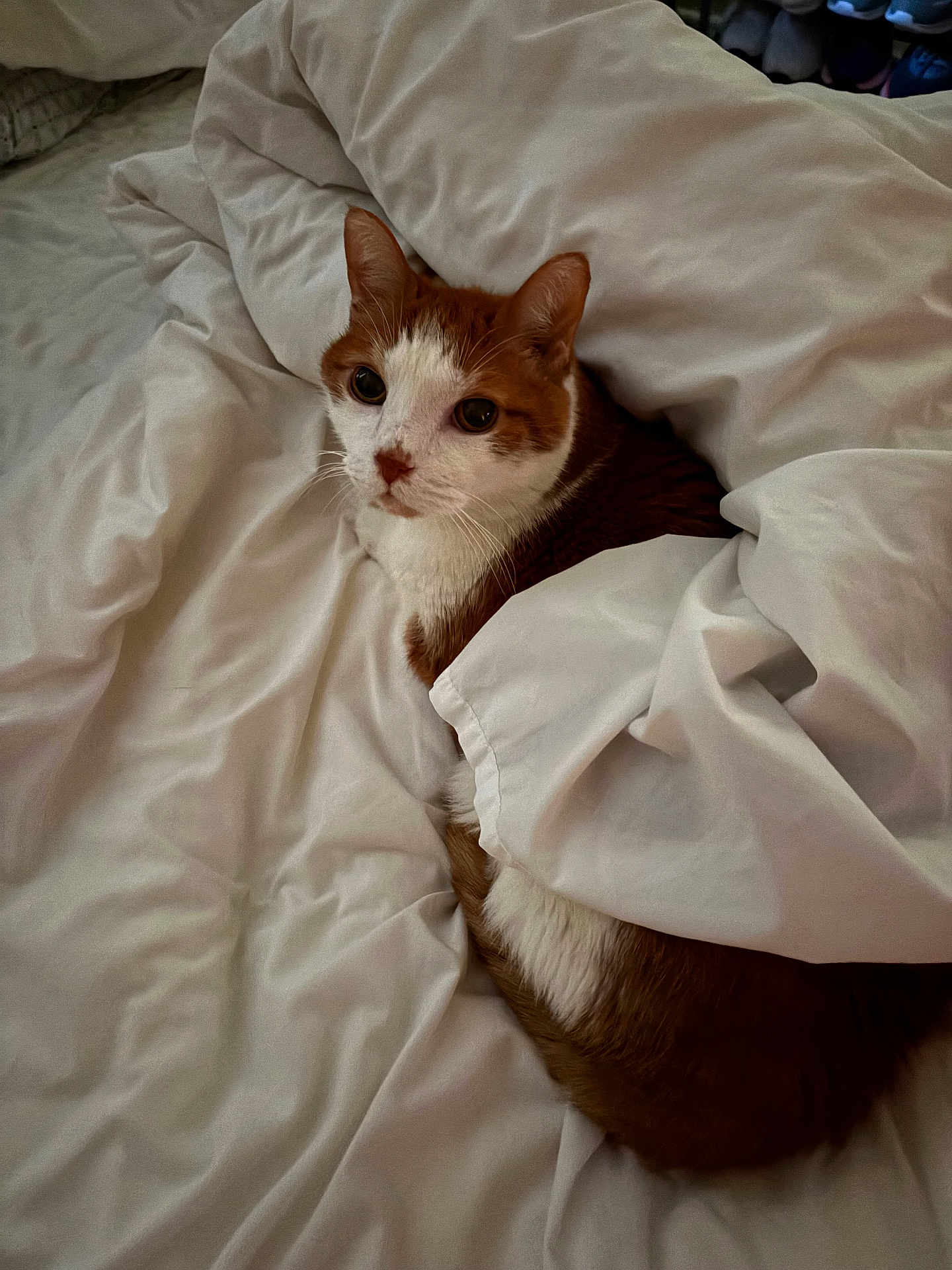 Cinnamon joined the competition — help win amazing prizes! cat, orange_cat, white_cat, pet, bed, blanket, cozy, fur, whiskers, sleepy, indoor, resting, cute, animal, domestic, curious, fur_pattern, relaxed, comfort, soft