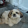animal, bed, comfortable, cozy, curtains, cute, dog, domestic_animal, fluffy, fur, gray, holiday_decor, indoor, living_room, pet, relaxed, resting, shih_tzu, small_dog, window