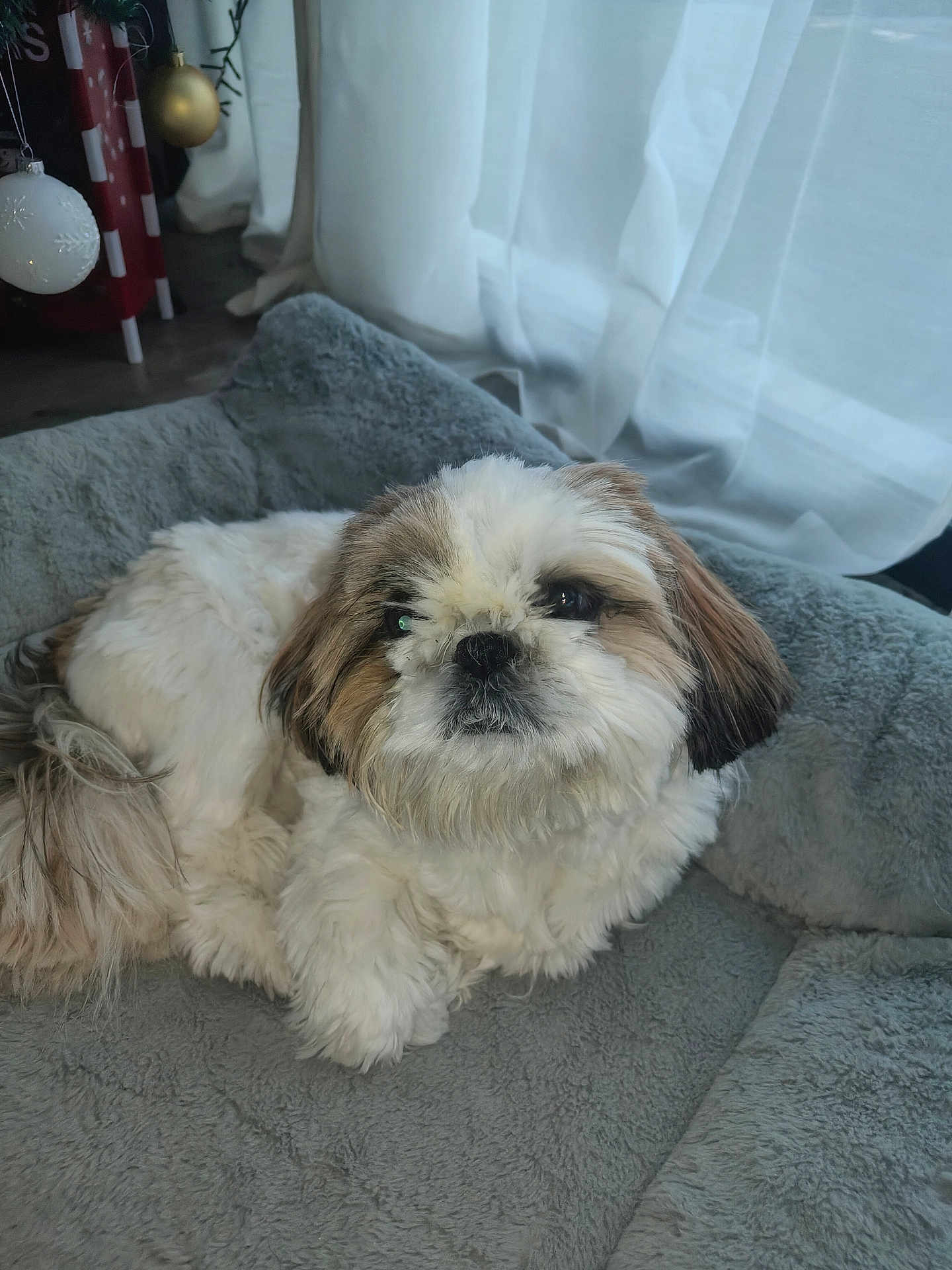 Umy participe au concours pour gagner de l'argent avec cette photo : dog, shih_tzu, pet, indoor, bed, cozy, curtains, window, gray, fur, cute, small_dog, resting, animal, fluffy, domestic_animal, living_room, holiday_decor, comfortable, relaxed