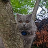 cat, gray_cat, tree, outdoor, nature, greenery, foliage, animal, pet, curious, whiskers, ears, fur, closeup, wildlife, eyes, forest, branch, mammal, cute