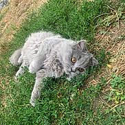 Altesse a rejoint le concours — aidez-le/la à gagner de superbes lots ! cat, gray_cat, fluffy, grass, outdoor, pet, animal, lying_down, greenery, nature, curious, eyes, fur, playful, child, pool, summer, relaxing, ground, daylight