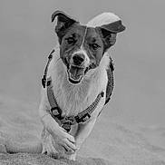Rox a rejoint le concours — aidez-le/la à gagner de superbes lots ! dog, running, sand, happy, ears, tongue, outdoor, animal, pet, playful, motion, black_and_white, canine, fur, leash, harness, smiling, active, energetic, closeup