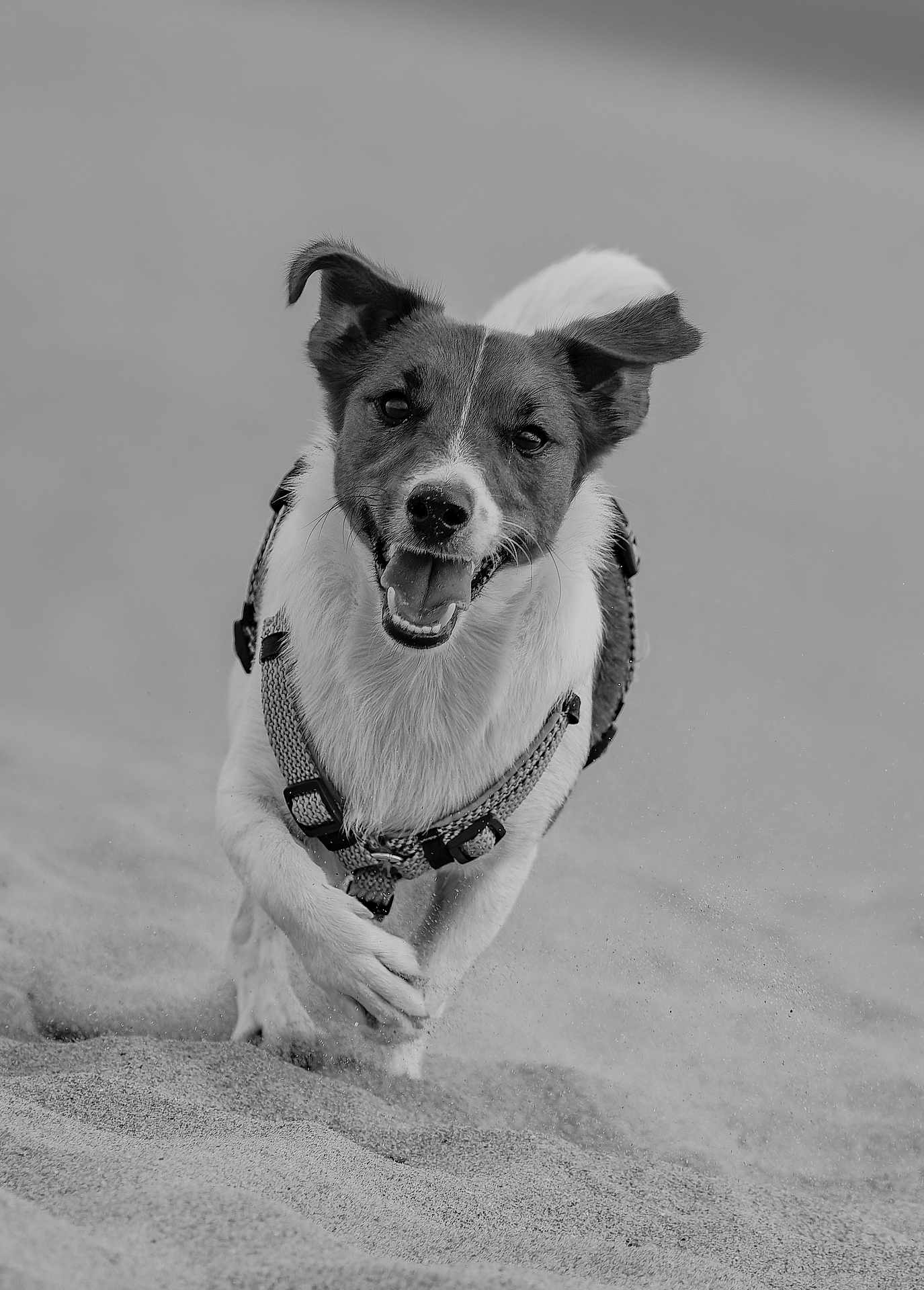 Rox a rejoint le concours — aidez-le/la à gagner de superbes lots ! dog, running, sand, happy, ears, tongue, outdoor, animal, pet, playful, motion, black_and_white, canine, fur, leash, harness, smiling, active, energetic, closeup