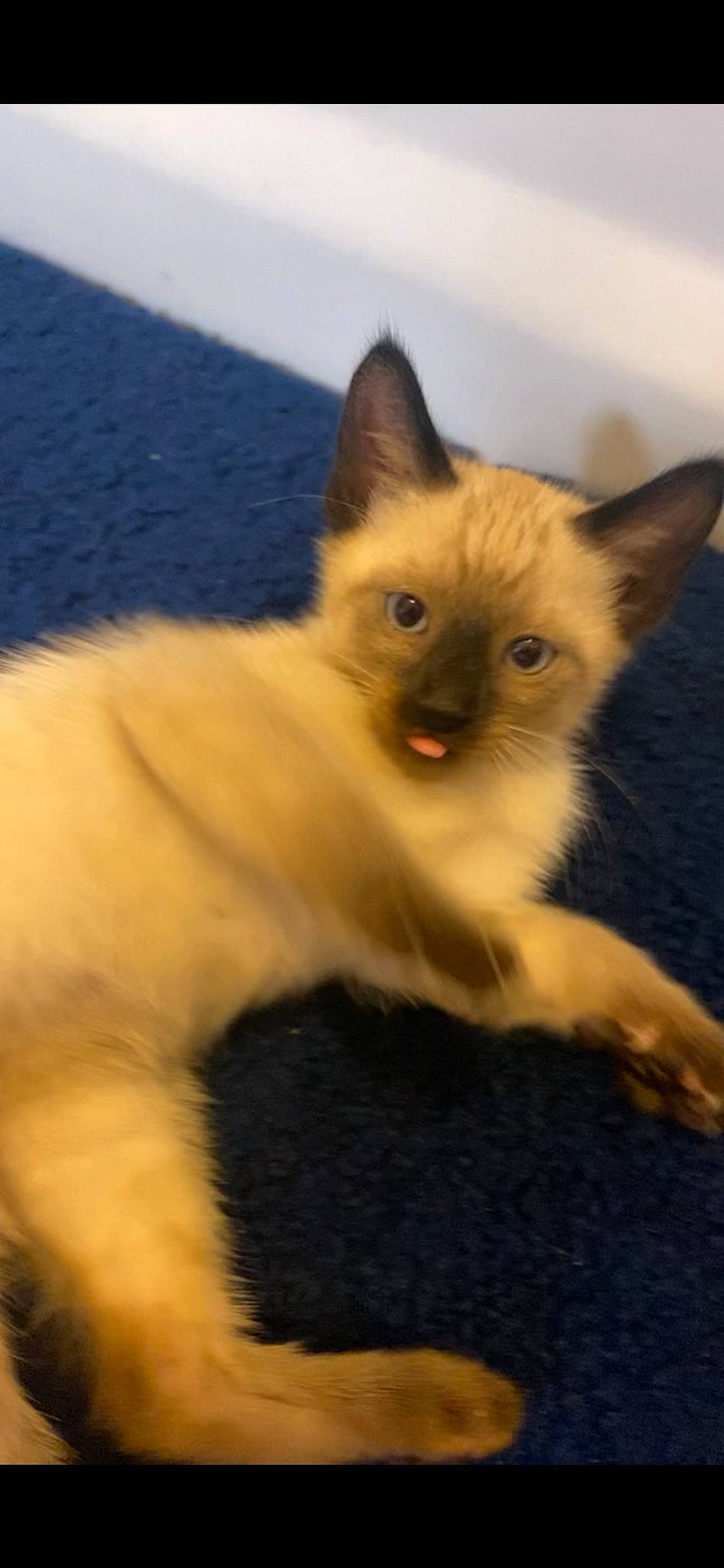 Bob is registered to the contest to win money with this photo: carnivore, cat, claw, domestic_short_haired_cat, fawn, felidae, fur, paw, small_to_medium_sized_cats, snout, tail, terrestrial_animal, whiskers