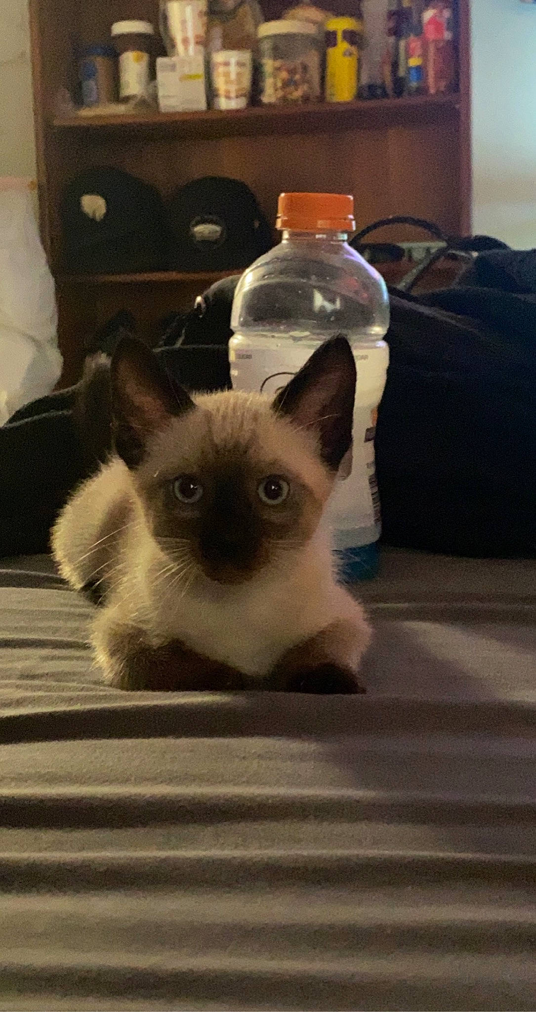 Bob joined the competition — help win amazing prizes! balinese, birman, bottle, carnivore, cat, domestic_short_haired_cat, fawn, felidae, flooring, fur, paw, siamese, small_to_medium_sized_cats, snout, symmetry, tail, terrestrial_animal, thai, whiskers