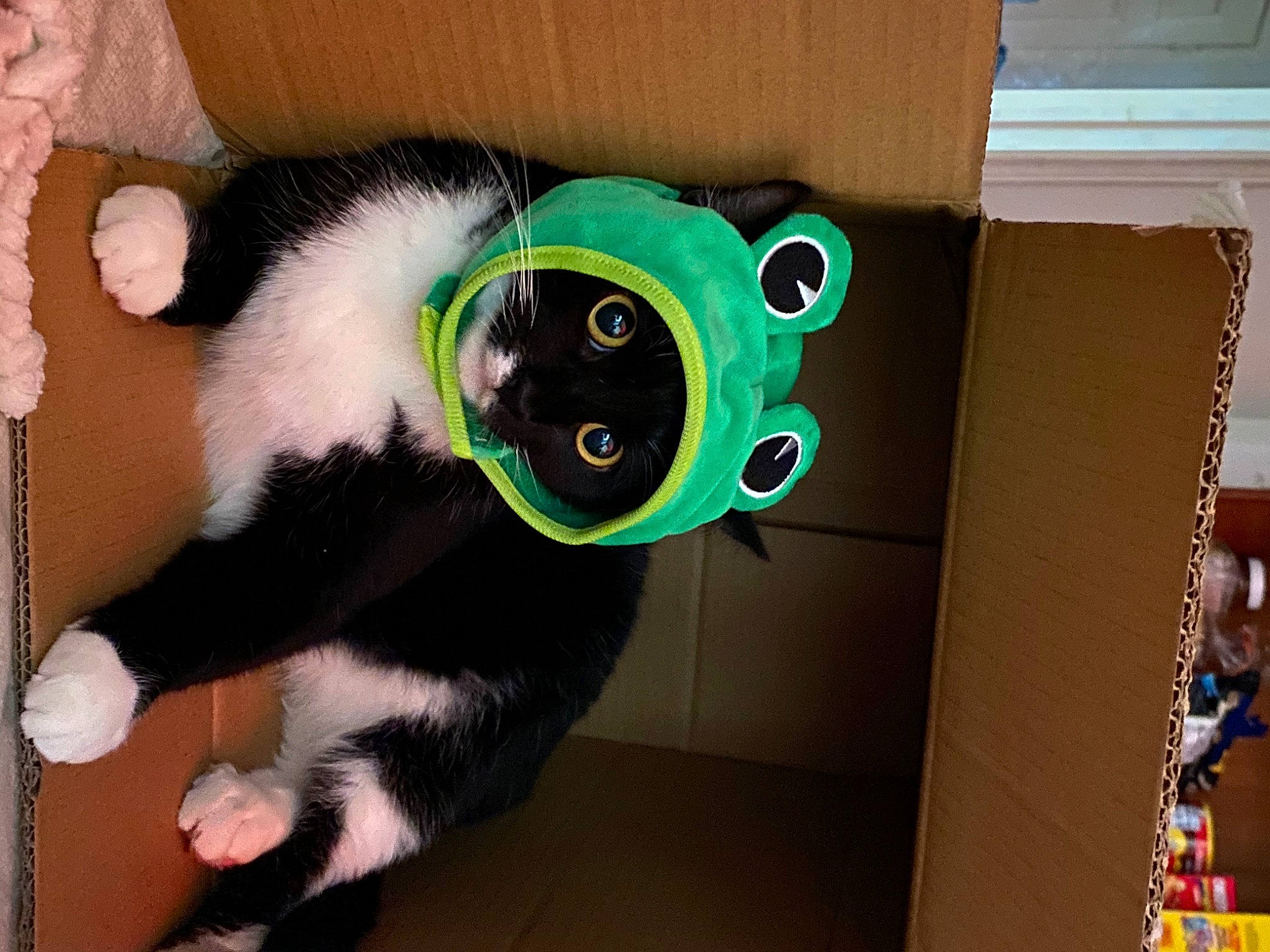 Chong joined the competition — help win amazing prizes! carnivore, cat, collar, domestic_short_haired_cat, felidae, flooring, fur, hardwood, paw, room, small_to_medium_sized_cats, snout, tail, whiskers, window