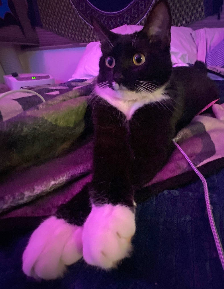 Chong joined the competition — help win amazing prizes! black, black_cat, carnivore, cat, comfort, darkness, domestic_short_haired_cat, felidae, fur, magenta, paw, pink, plant, purple, small_to_medium_sized_cats, snapshot, snout, tail, violet, whiskers