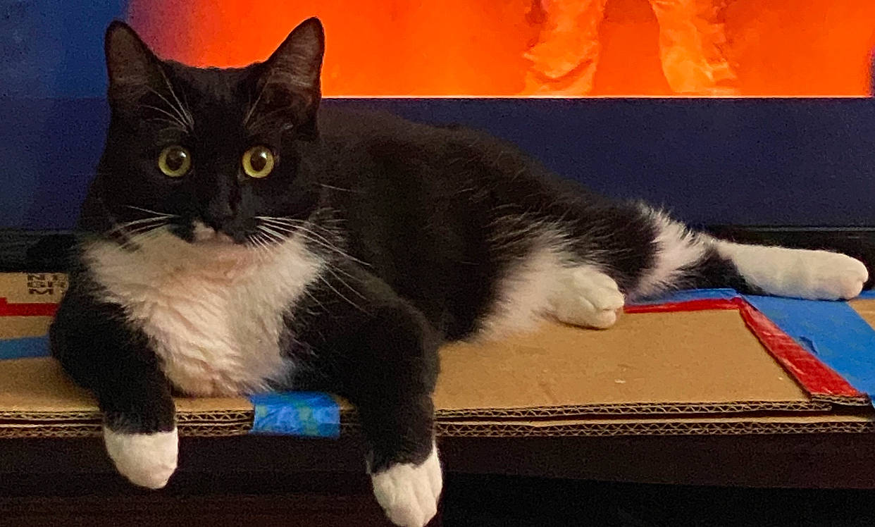 Chong joined the competition — help win amazing prizes! art, carnivore, cat, claw, comfort, domestic_short_haired_cat, felidae, flooring, foot, fur, lap, paw, rectangle, sitting, small_to_medium_sized_cats, snout, tail, whiskers