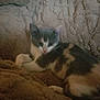 kitten, cat, calico, feline, pet, animal, resting, blanket, soft, cozy, fur, texture, indoor, sleepy, cute, warm, comfort, relaxing, closeup, young