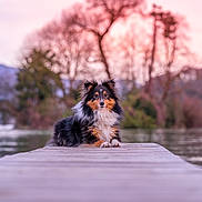 Skye participe au concours pour gagner de l'argent avec cette photo : dog, shetland_sheepdog, dock, wooden_dock, water, lake, sunset, outdoor, nature, trees, calm, relaxed, animal, pet, fur, portrait, laying_down, pink_sky, scenic, peaceful