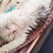 Nounours a rejoint le concours — aidez-le/la à gagner de superbes lots ! animal, bed, blanket, cat, closed_eyes, cozy, cute, fluffy, fur, indoors, kitten, long_hair, peaceful, pet, pink_nose, portrait, relaxed, resting, sleeping, white_cat