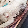 animal, bed, blanket, cat, closed_eyes, cozy, cute, fluffy, fur, indoors, kitten, long_hair, peaceful, pet, pink_nose, portrait, relaxed, resting, sleeping, white_cat