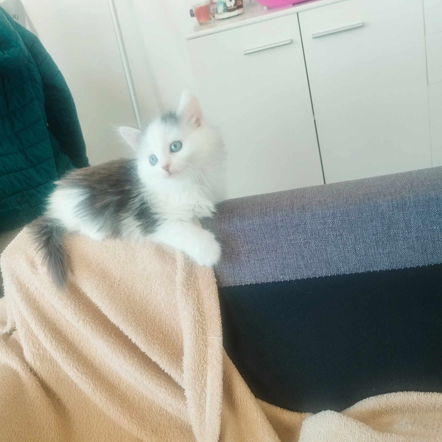 Nounours