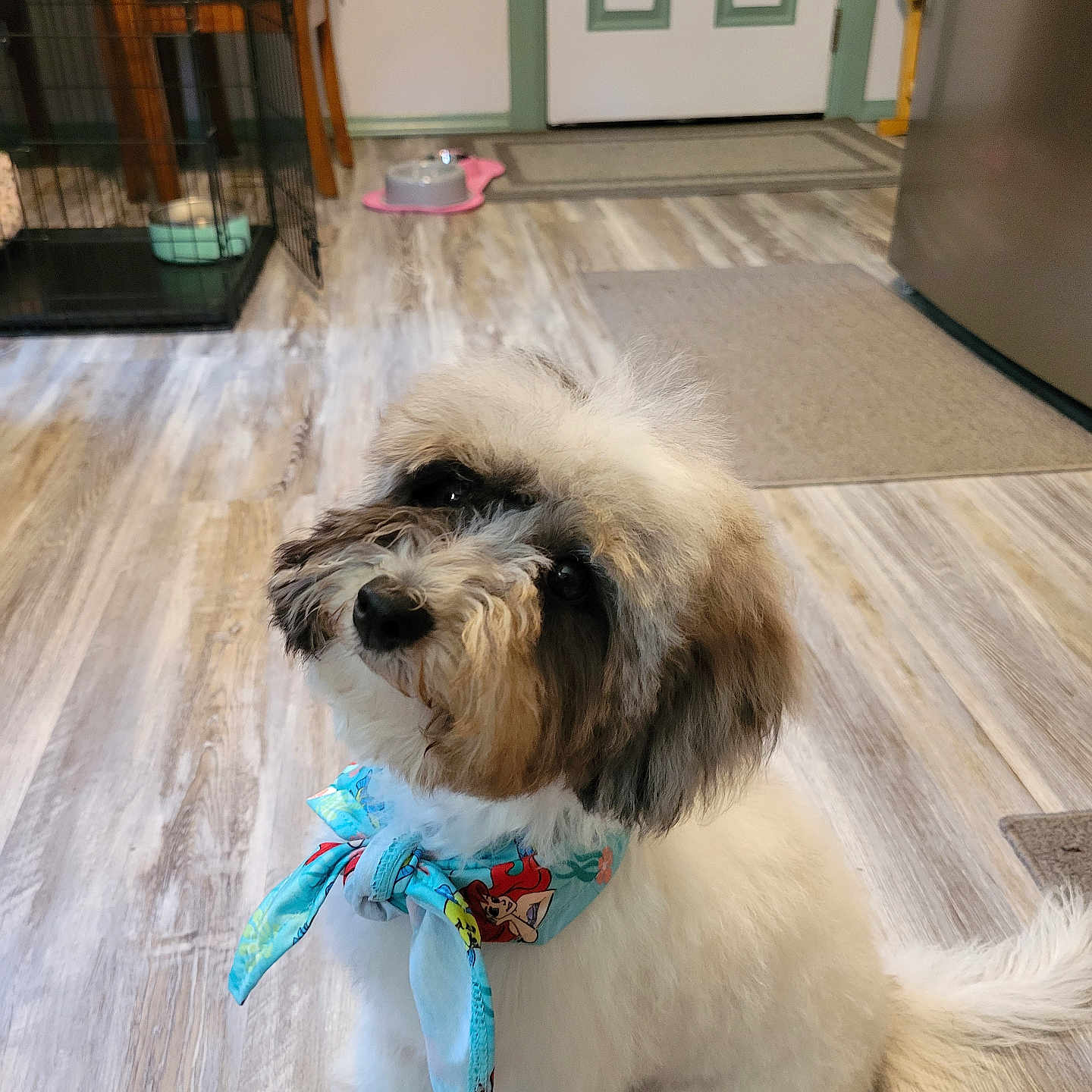 Rosie Mae joined the competition — help win amazing prizes! accessories, affenpinscher, animal, canine, dog, door, hardwood, homedecor, indoors, interiordesign, leash, pet, plywood, poodle, puppy, rug, strap, tape, terrier, wood