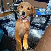Sherrie joined the competition — help win amazing prizes! puppy, dog, golden_retriever, collar, pet, indoor, living_room, rug, coffee_table, furniture, curious, cute, canine, tongue_out, brown_fur, domestic_animal, floor, glass, household_items, playful