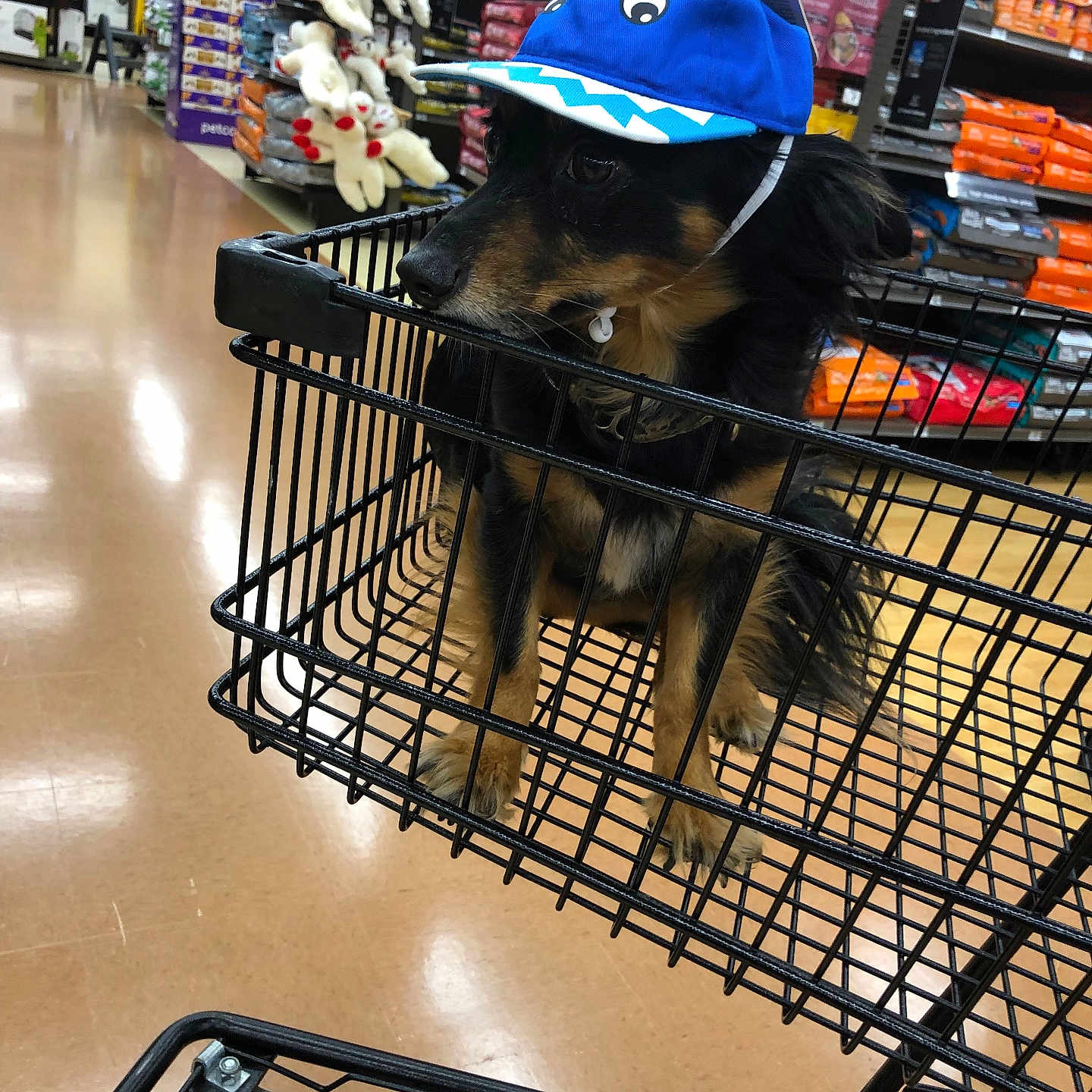 Alex is registered to the contest to win money with this photo: animal, baseballcap, basket, canine, cap, clothing, dog, germanshepherd, grocerystore, hat, indoors, market, person, pet, puppy, shelf, shop, shopping, shoppingcart, supermarket