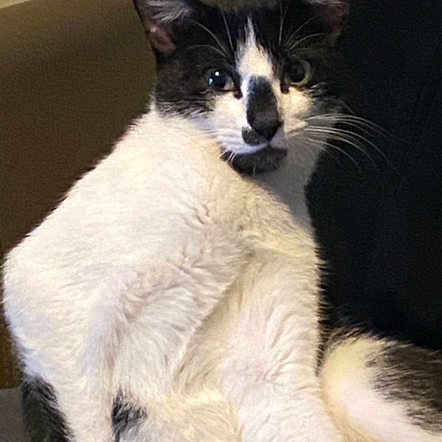Mamyrah a rejoint le concours — aidez-le/la à gagner de superbes lots ! animal, black_and_white, cat, closeup, curious, cute, domestic, ears, face, feline, fur, furry, indoor, looking, pet, portrait, relaxed, resting, sitting, whiskers