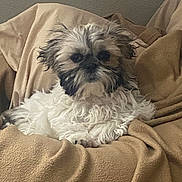 Charley is registered to the contest to win money with this photo: dog, puppy, small_dog, fluffy, white_fur, brown_fur, blanket, bedding, indoor, pet, portrait, sitting, eyes, cute, adorable, paw, fur_texture, looking_at_camera, comfy, home