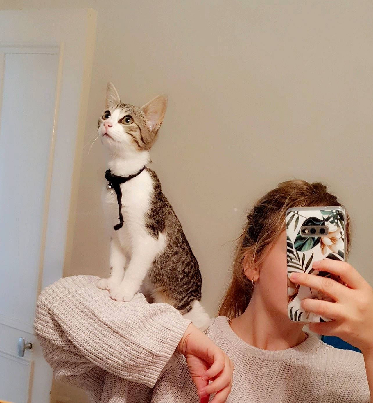 Haru a rejoint le concours — aidez-le/la à gagner de superbes lots ! aegean_cat, american_wirehair, asian, carnivore, cat, domestic_short_haired_cat, ear, european_shorthair, felidae, fur, hand, kitten, leg, skin, small_to_medium_sized_cats, tabby_cat, whiskers