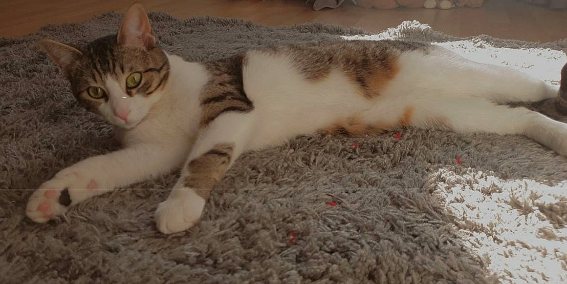 Haru participe au concours pour gagner de l'argent avec cette photo : aegean_cat, american_wirehair, asian, carnivore, cat, domestic_short_haired_cat, european_shorthair, eye, felidae, fur, kitten, mammal, paw, polydactyl_cat, small_to_medium_sized_cats, tail, whiskers