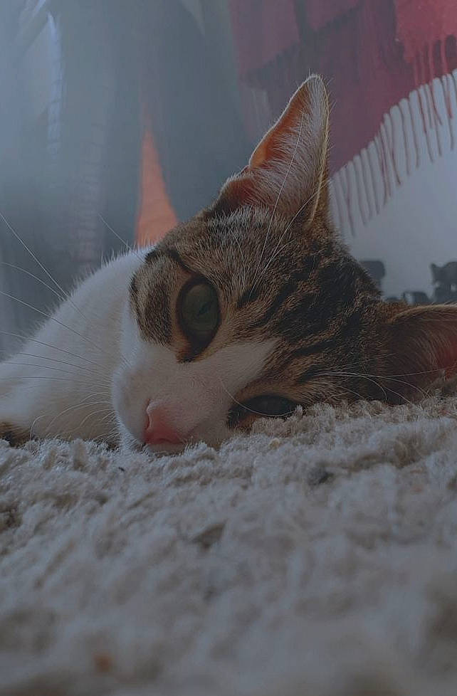 Haru participe au concours pour gagner de l'argent avec cette photo : aegean_cat, american_wirehair, carnivore, cat, close_up, domestic_short_haired_cat, european_shorthair, eye, fawn, felidae, fur, kitten, nose, organ, sand, small_to_medium_sized_cats, snout, tabby_cat, tail, whiskers