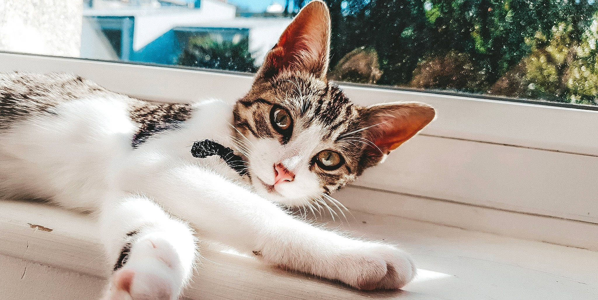 Haru a rejoint le concours — aidez-le/la à gagner de superbes lots ! aegean_cat, american_shorthair, american_wirehair, asian, carnivore, cat, domestic_short_haired_cat, ear, european_shorthair, felidae, fur, kitten, leg, mammal, organism, polydactyl_cat, small_to_medium_sized_cats, snout, tabby_cat, whiskers