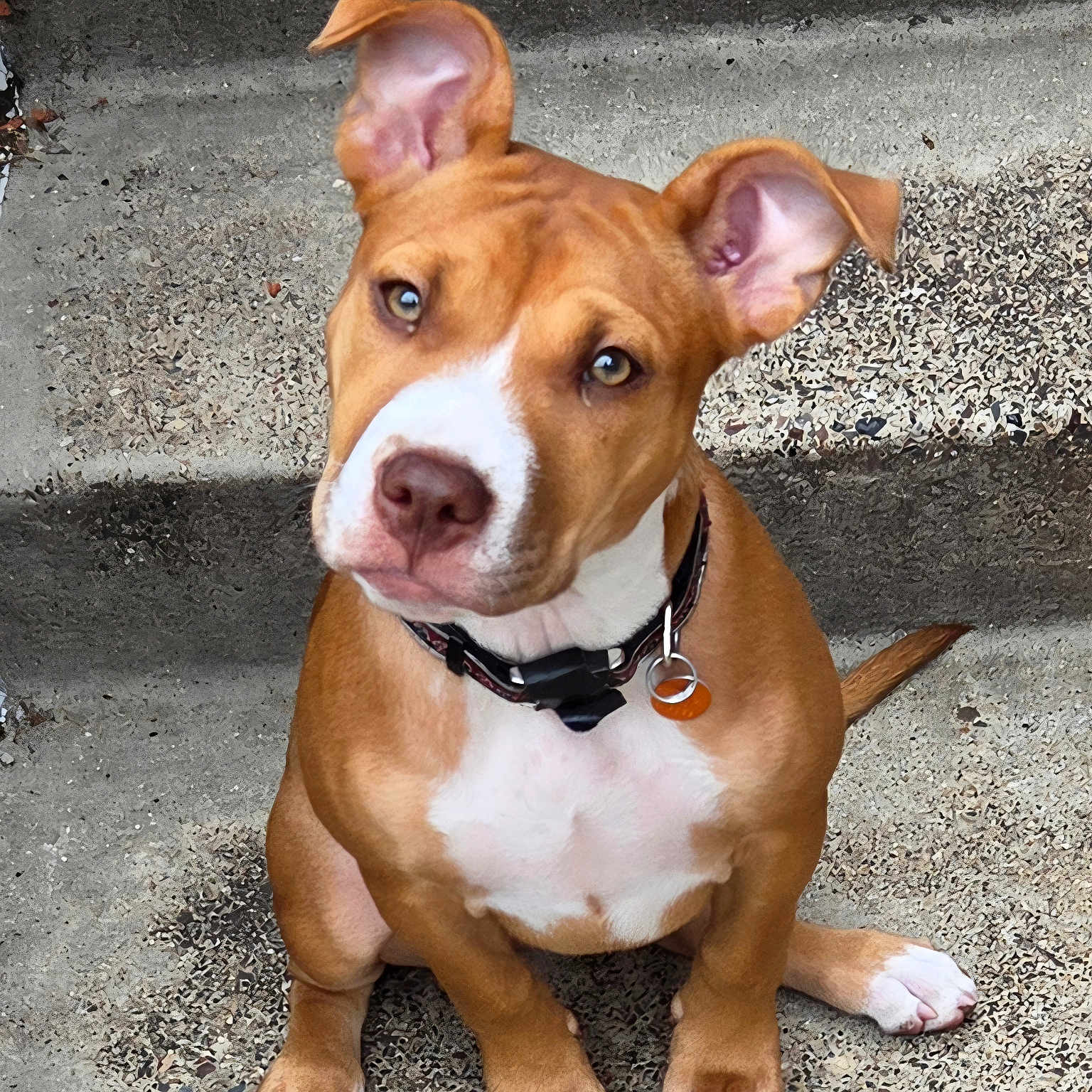 Mable joined the competition — help win amazing prizes! dog, puppy, brown_and_white, sitting, floppy_ears, head_tilt, blue_eyes, white_chest, white_paws, collar, pet, canine, portrait, outdoor, pavement, concrete, ground, close_up, cute, animal