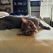 Vinny is registered to the contest to win money with this photo: cat, gray_tabby, bed, indoor, feline, resting, curious_eyes, whiskers, collar, cozy, natural_light, room, shelf, microwave, window, blinds, furniture, domestic, pet, relaxed