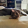 cat, gray_tabby, bed, indoor, feline, resting, curious_eyes, whiskers, collar, cozy, natural_light, room, shelf, microwave, window, blinds, furniture, domestic, pet, relaxed