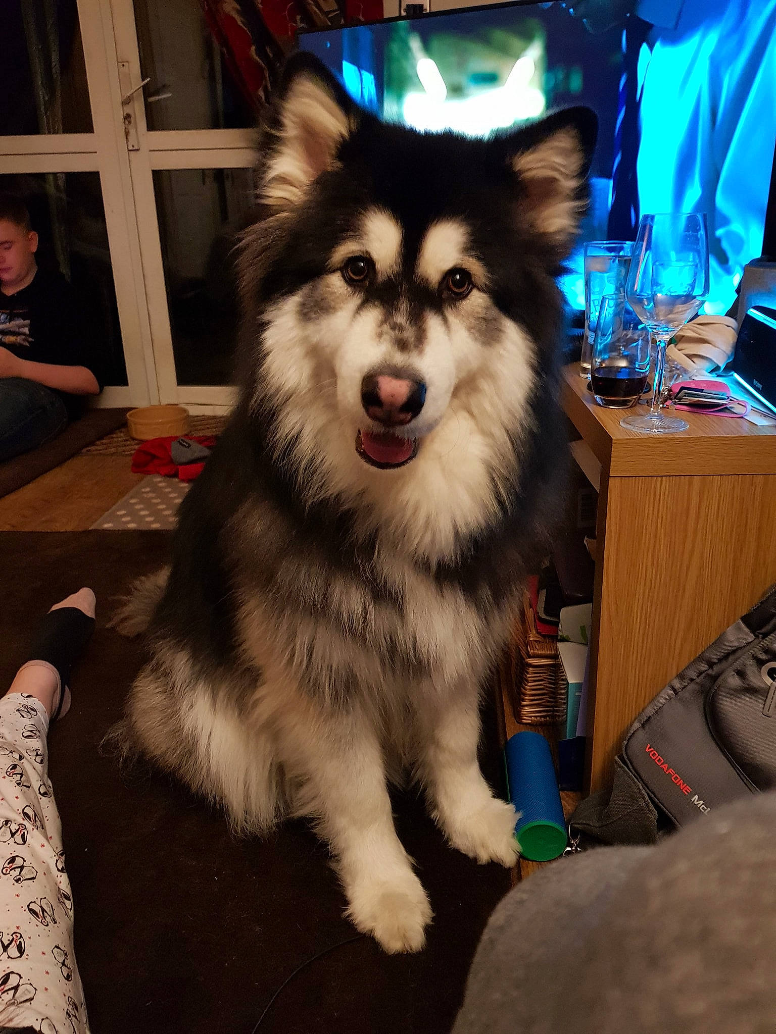 Logan is registered to the contest to win money with this photo: alaskan_klee_kai, alaskan_malamute, canadian_eskimo_dog, canidae, carnivore, dog, dog_breed, finnish_lapphund, lapponian_herder, mammal, miniature_siberian_husky, native_american_indian_dog, person, rare_breed_dog, sakhalin_husky, siberian_husky, sled_dog, sporting_group, tamaskan_dog, vertebrate