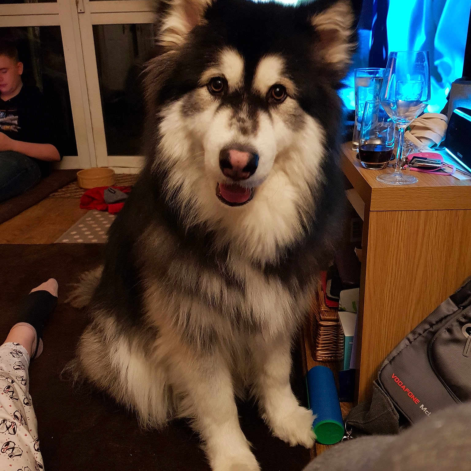 Logan is registered to the contest to win money with this photo: alaskan_klee_kai, alaskan_malamute, canadian_eskimo_dog, canidae, carnivore, dog, dog_breed, finnish_lapphund, lapponian_herder, mammal, miniature_siberian_husky, native_american_indian_dog, person, rare_breed_dog, sakhalin_husky, siberian_husky, sled_dog, sporting_group, tamaskan_dog, vertebrate