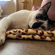 Stormi joined the competition — help win amazing prizes! cat, white_cat, black_markings, animal, pet, indoor, resting, blanket, leopard_print, paw, wooden_floor, cozy, relaxed, close_up, feline, cute, household, fur, whiskers, window_light