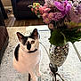 Stormi joined the competition — help win amazing prizes! cat, heterochromia, black_and_white, flower_bouquet, vase, glass_table, living_room, sofa, rug, wooden_floor, pink_flowers, purple_flowers, green_leaves, domestic_cat, pet, indoor, furniture, cute, animal, table