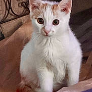 Artur a rejoint le concours — aidez-le/la à gagner de superbes lots ! abyssinian, angora, animal, cat, kitten, manx, pet, siamese