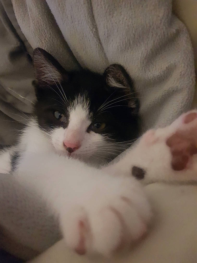 Baki participe au concours pour gagner de l'argent avec cette photo : carnivore, cat, claw, comfort, domestic_short_haired_cat, eye, felidae, foot, fur, leg, nap, nose, paw, sleep, small_to_medium_sized_cats, snout, tail, terrestrial_animal, whiskers