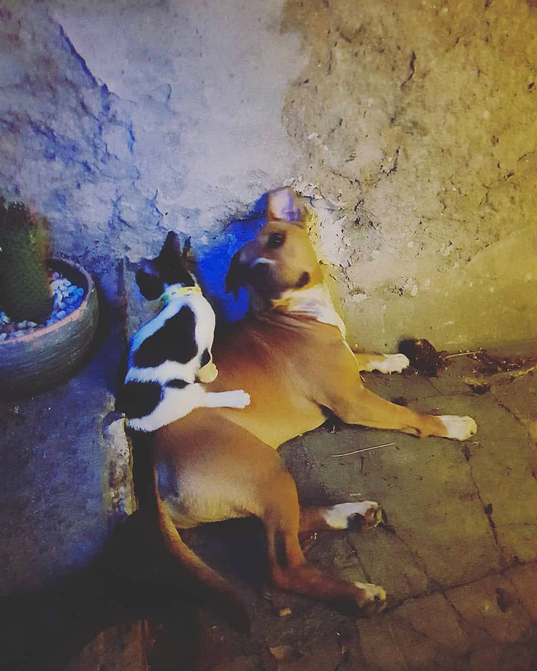 Baki a rejoint le concours — aidez-le/la à gagner de superbes lots ! carnivore, cat, companion_dog, dog, dog_breed, electric_blue, fawn, felidae, flooring, human_leg, plant, road_surface, shadow, small_to_medium_sized_cats, soil, sporting_group, tail, tints_and_shades, whiskers, wood