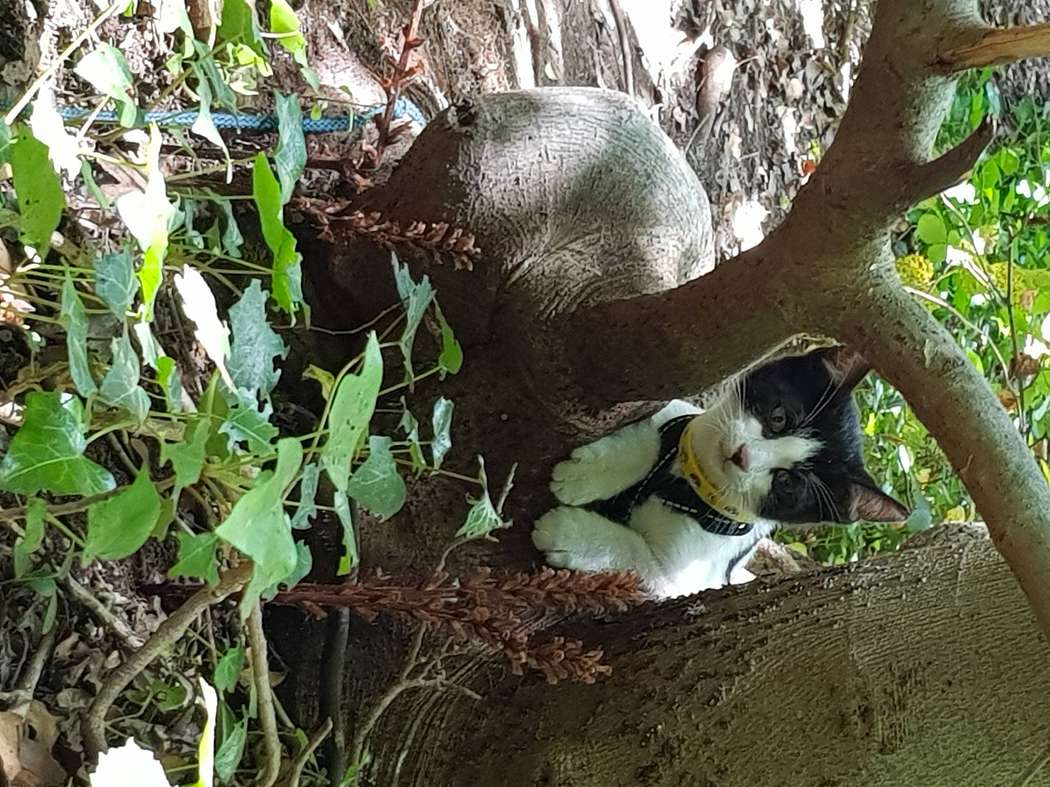 Baki a rejoint le concours — aidez-le/la à gagner de superbes lots ! annual_plant, carnivore, cat, fawn, felidae, grass, groundcover, herb, plant, plant_stem, shrubland, soil, tail, terrestrial_animal, terrestrial_plant, tree, trunk, twig, wildlife, wood
