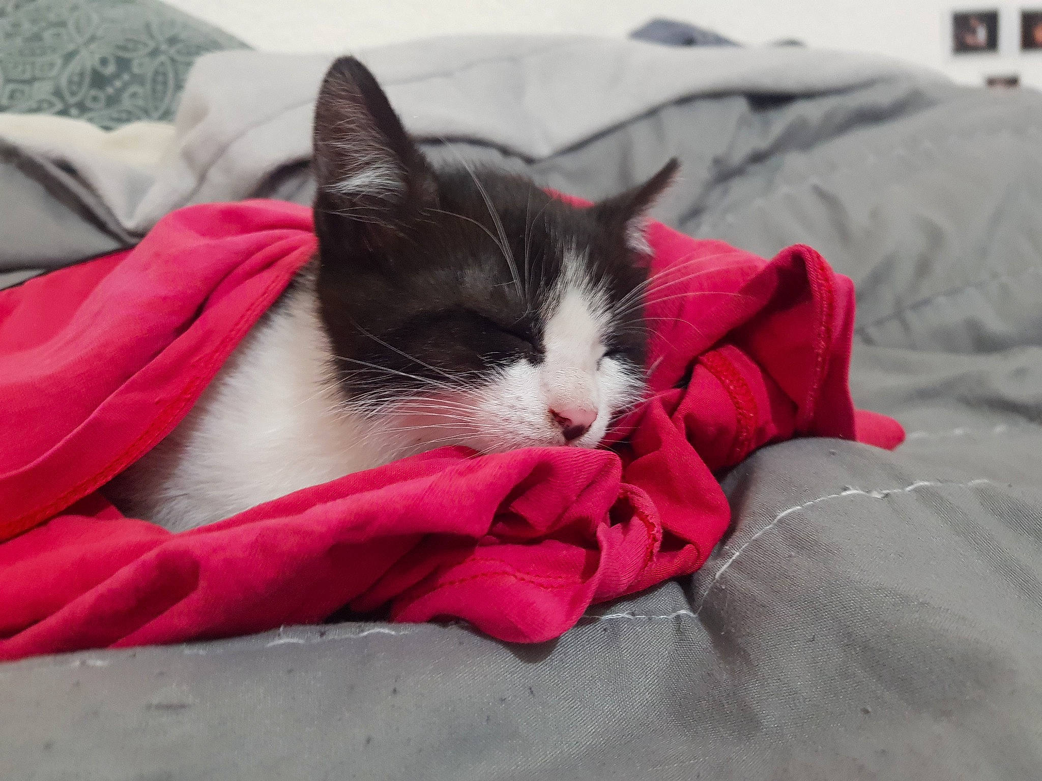 Baki participe au concours pour gagner de l'argent avec cette photo : bedding, carmine, carnivore, cat, cat_supply, comfort, domestic_short_haired_cat, felidae, fur, grey, human_leg, linens, nap, paw, sitting, sleep, small_to_medium_sized_cats, snout, tail, whiskers