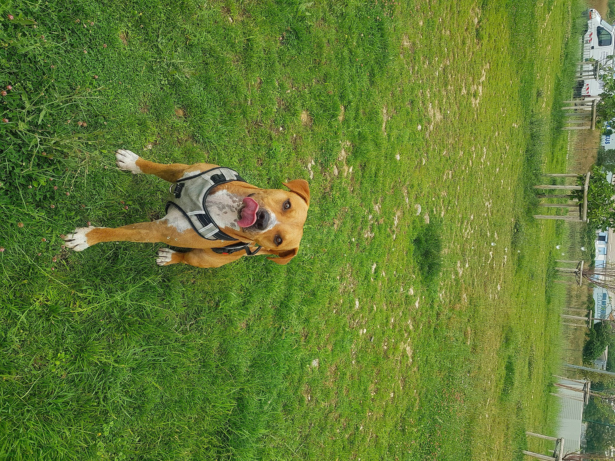 Paddington a rejoint le concours — aidez-le/la à gagner de superbes lots ! carnivore, companion_dog, dog, dog_breed, fawn, fun, grass, grass_family, grassland, groundcover, lawn, leisure, meadow, pasture, people_in_nature, plant, recreation, shrub, tail, tree