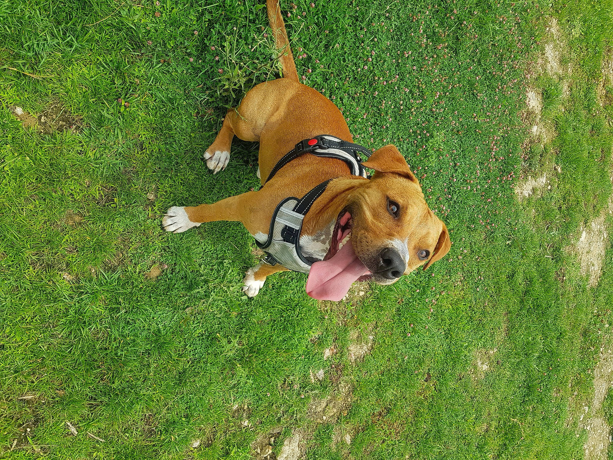 Paddington participe au concours pour gagner de l'argent avec cette photo : ancient_dog_breeds, canidae, carnivore, companion_dog, dog, dog_breed, dog_supply, fawn, grass, groundcover, hound, hunting_dog, lawn, plant, scent_hound, snout, sporting_group, tail, working_dog