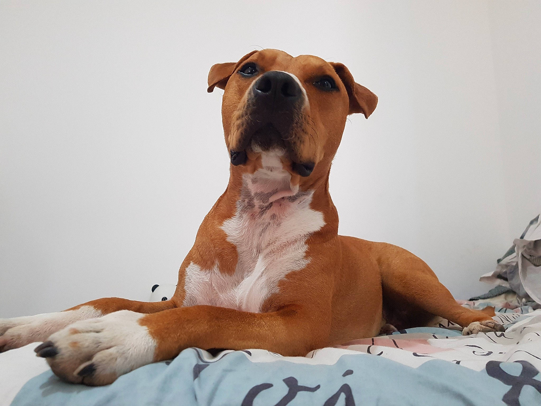 Paddington a rejoint le concours — aidez-le/la à gagner de superbes lots ! art, ball, canidae, carnivore, comfort, companion_dog, dog, dog_breed, dog_supply, fawn, hunting_dog, liver, molosser, non_sporting_group, paw, snout, sporting_group, whiskers, working_animal, working_dog