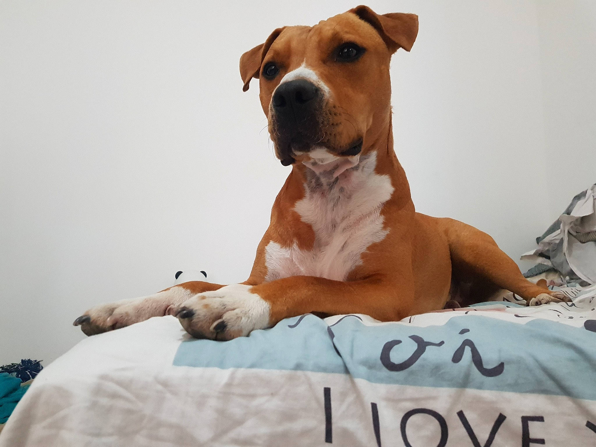 Paddington a rejoint le concours — aidez-le/la à gagner de superbes lots ! ancient_dog_breeds, canidae, carnivore, collar, comfort, companion_dog, dog, dog_breed, dog_collar, dog_supply, fawn, hunting_dog, non_sporting_group, paw, pet_supply, snout, sporting_group, whiskers, working_animal, working_dog