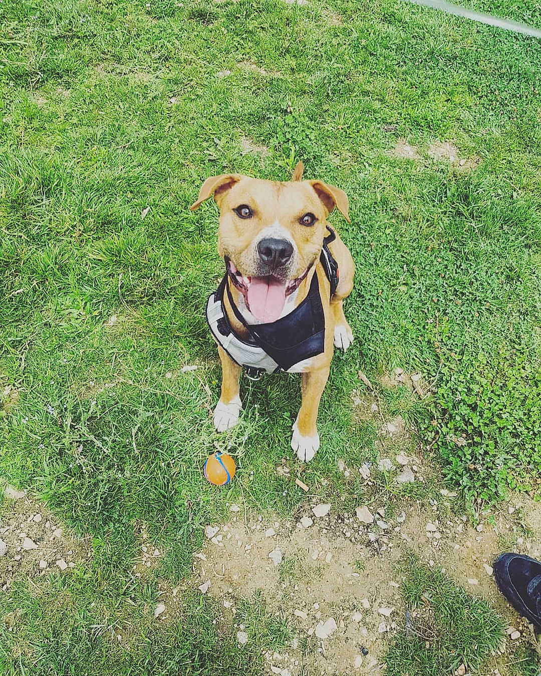 Paddington participe au concours pour gagner de l'argent avec cette photo : canidae, carnivore, collar, companion_dog, dog, dog_breed, dog_clothes, dog_collar, dog_supply, fawn, grass, grass_family, grassland, lawn, leash, pet_supply, plant, snout, tail, working_animal