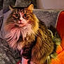 cat, fluffy, pet, feline, animal, sitting, indoor, couch, fur, whiskers, eyes, cute, mammal, domestic, tabby, long_hair, relaxed, portrait, cozy, household
