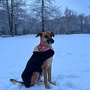 Lucky a rejoint le concours — aidez-le/la à gagner de superbes lots ! dog, snow, winter, coat, collar, outdoor, animal, canine, frost, tree, nature, pet, cold, sitting, fur, landscape, park, quiet, calm, blue_sky