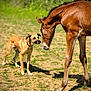 Lucky participe au concours pour gagner de l'argent avec cette photo : dog, horse, animal, outdoor, grass, sunlight, sniffing, nature, pet, mammal, brown, collar, field, daylight, friendship, curious, quiet, interaction, domestic, animal_face