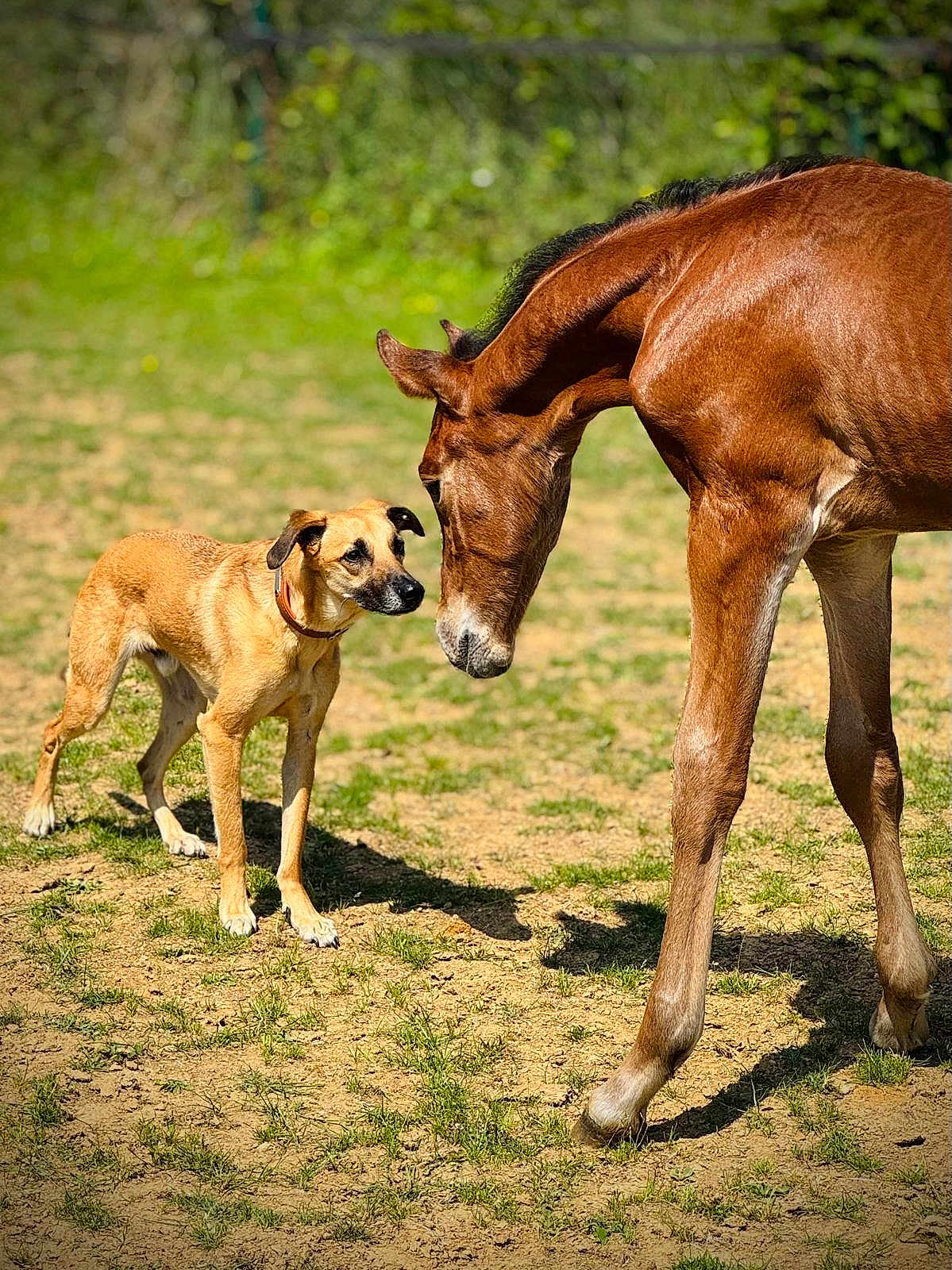 Lucky participe au concours pour gagner de l'argent avec cette photo : dog, horse, animal, outdoor, grass, sunlight, sniffing, nature, pet, mammal, brown, collar, field, daylight, friendship, curious, quiet, interaction, domestic, animal_face