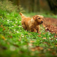Rusty a rejoint le concours — aidez-le/la à gagner de superbes lots ! dog, forest, greenery, flowers, autumn, nature, outdoor, curious, scruffy, brown_dog, path, leaves, wildlife, animal, grass, canine, walking, daylight, woods, mammal
