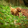 dog, forest, greenery, flowers, autumn, nature, outdoor, curious, scruffy, brown_dog, path, leaves, wildlife, animal, grass, canine, walking, daylight, woods, mammal