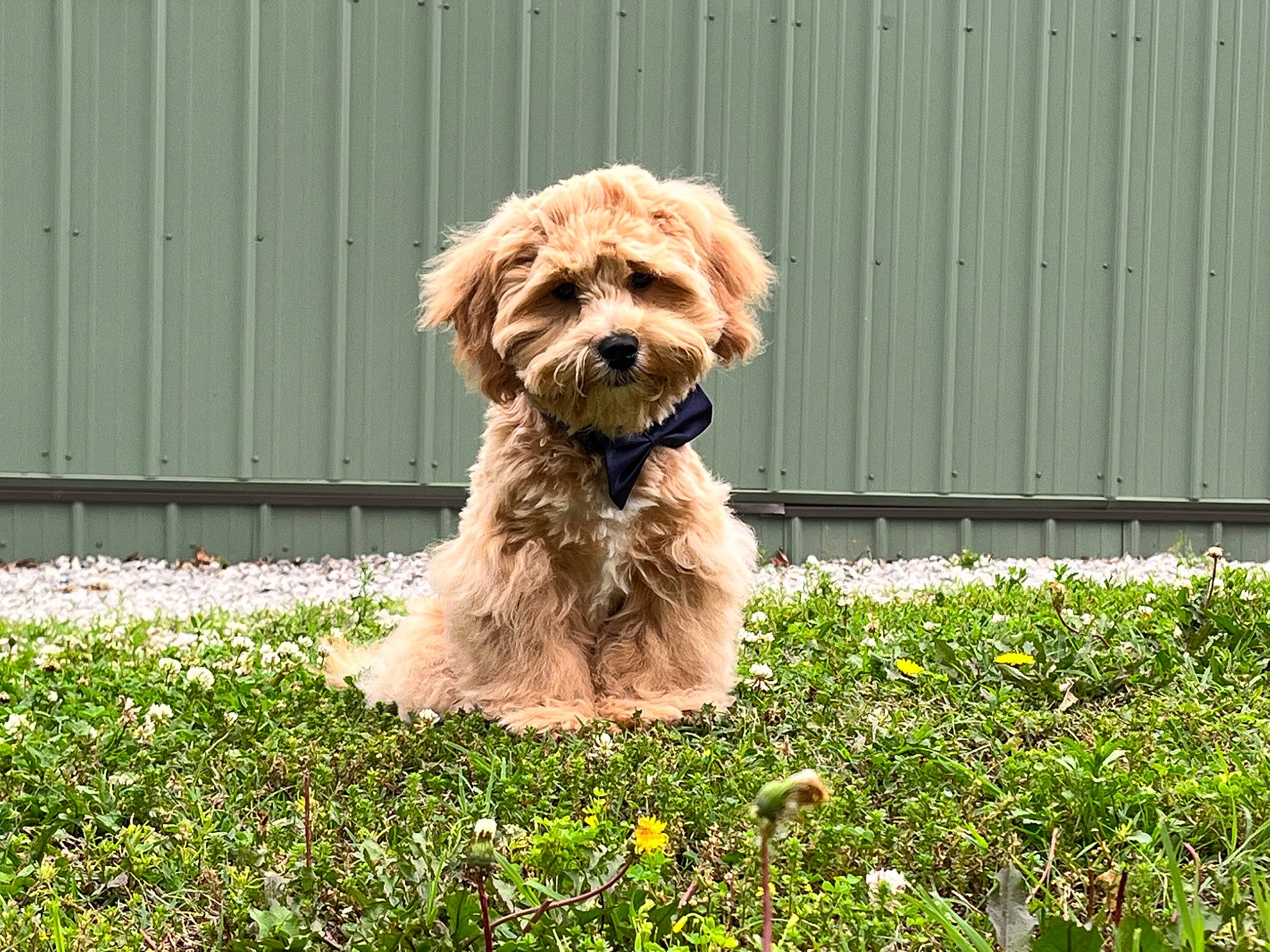 Sam is registered to the contest to win money with this photo: canidae, carnivore, companion_dog, dog, dog_breed, dog_collar, dog_supply, fawn, flower, fur, grass, liver, plant, shih_tzu, small_terrier, snout, terrier, toy_dog, water_dog, working_animal